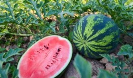 泰科吃瓜,揭秘娱乐圈背后的那些事儿