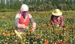 瓜州红花怎么吃,解锁独特风味烹饪秘籍