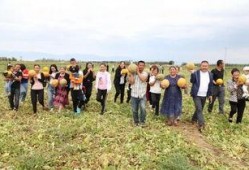 吃瓜老汉甘肃,吃瓜老汉的瓜田生活