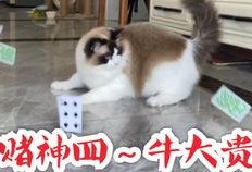 猫少爷吃瓜,猫少爷的瓜田奇遇记