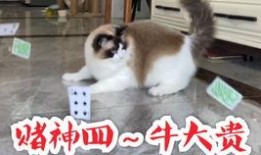 猫少爷吃瓜,猫少爷的瓜田奇遇记