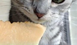猫少爷吃瓜,猫少爷的瓜田奇遇记