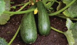 吃瓜不用成本,揭秘娱乐圈幕后真相