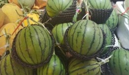 吃瓜去海南,一场说走就走的吃瓜盛宴