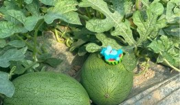 现在吃瓜基地,探寻网络热点的幕后真相