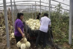 60岁网友吃瓜,吃瓜不忘岁月，笑谈人间百态