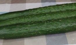 天天吃瓜教学,寓教于乐，轻松学习新风尚