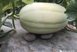 旁边的吃瓜,揭秘娱乐圈最新热点事件