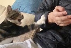 用皮皮瓜吃鸡,一场欢乐的美食冒险之旅