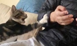 用皮皮瓜吃鸡,一场欢乐的美食冒险之旅